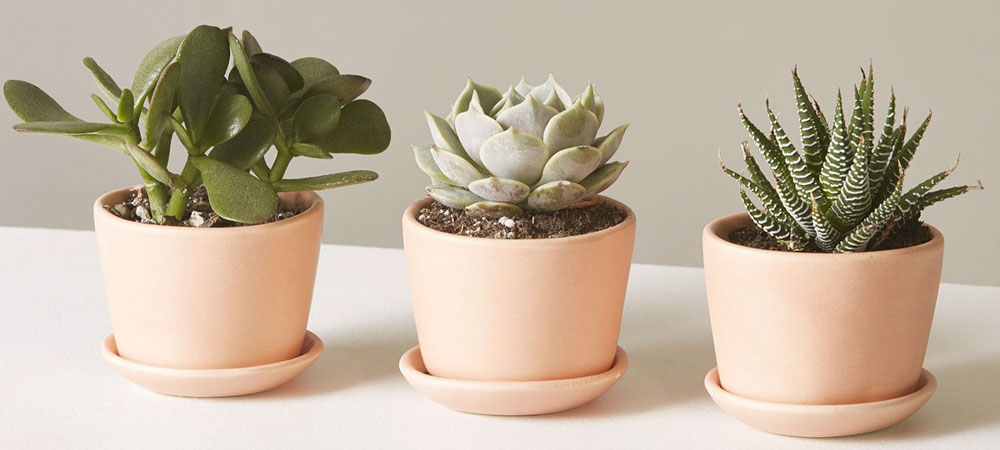 Set Up a Desk Plant or Succulent